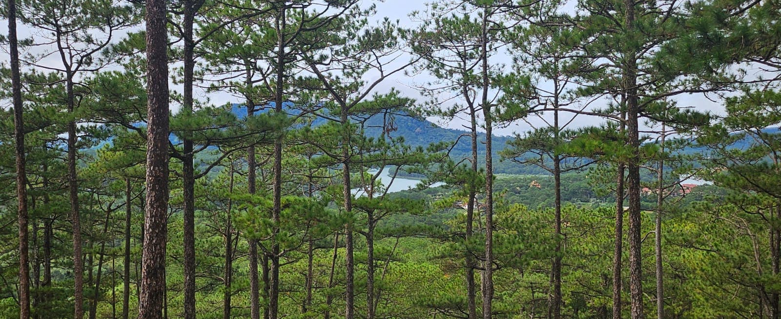 Shinrin Yoku | Forest bathing in Robin Hill
